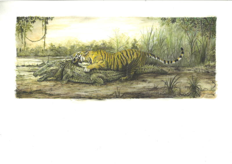 Panthera tigris tigris a Crocodylus palustris